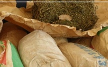 Deux saisies distinctes de chanvre indien à Ziguinchor : 11 kg interceptés par la police