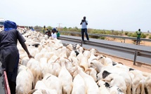 Tabaski 2025 : Plus de 80 000 moutons enregistrés à Kidira, le gouvernement rassure sur la disponibilité du cheptel