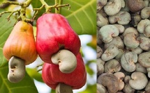 Sénégal : Vers une transformation locale de 50 % de la production d’anacarde d’ici 5 ans Sénégal : Vers une transformation locale de 50 % de la production d’anacarde d’ici 5 ans