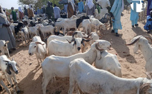 Tabaski: au Sénégal, le mouton coûte jusqu’à quatre fois plus cher qu’au Tchad