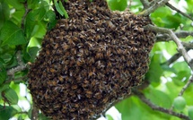 Ngéthe : Une attaque d’abeilles fait un mort et plusieurs blessés dans la région de Kaffrine