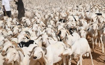 Thies: Plus de 25.000 moutons disponibles pour la Tabaski 2025, symbole d’une coopération régionale réussie