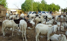 Tabaski 2025 : Une offre excédentaire de moutons