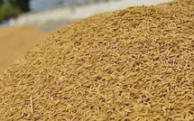 Podor accueille un centre rizicole moderne grâce à un partenariat Sénégal–Corée
