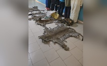 Démantèlement d’un réseau de trafiquants de peaux d’animaux à Kédougou