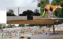 Grand Thiès : un chien sauvage sème la terreur au cimetière de Keur Madocky
