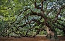 Quatre ans de prison ferme pour les vandales du Sycamore Gap Tree, l'arbre le plus célèbre du Royaume-Uni