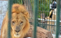 Guy Marius Sagna interpelle le gouvernement sur le sort des animaux du parc zoologique de Hann