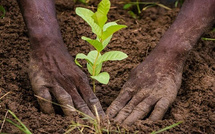 Thiès lance un championnat régional de reboisement doté de 20 millions FCFA Thiès lance un championnat régional de reboisement doté de 20 millions FCFA