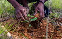 Campagne de reboisement 2024 : un taux de survie des plants estimé à 70 % au Sénégal Campagne de reboisement 2024 : un taux de survie des plants estimé à 70 % au Sénégal