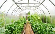Horticulture : un plan de stockage de 300 000 tonnes annoncé au Sénégal
