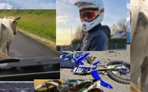 Thiès-Nord : un Européen tué à moto après avoir percuté une vache… et découvert avec 71 paquets de haschich