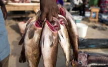 Thiès : Les mareyeurs dénoncent la précarité et exigent l’ouverture du marché de Diassap Thiès : Les mareyeurs dénoncent la précarité et exigent l’ouverture du marché de Diassap