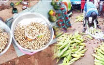Kolda : les premières récoltes de maïs et d’arachide dynamisent le marché local