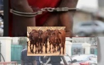 Une femme de 24 ans à la tête d’un redoutable gang de voleurs de bétail