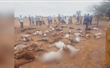 Podor : 70 animaux périssent et des écoles endommagées après de fortes pluies Podor : 70 animaux périssent et des écoles endommagées après de fortes pluies