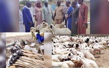 Projet Agri-jeunes : 408 moutons et du matériel remis à des bénéficiaires de Dahra Projet Agri-jeunes : 408 moutons et du matériel remis à des bénéficiaires de Dahra