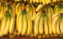 Campagne 2025 : suspension des importations de bananes dès septembre