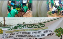 Linguère : une journée de reboisement pour freiner la désertification dans le Djoloff