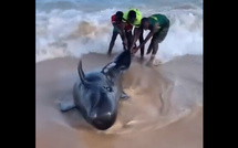 Cité Apix : cinq jeunes sauvent une baleine échouée sur la plage