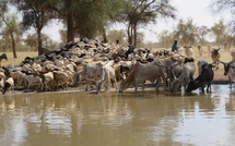 Vaccination du cheptel au Sénégal : plus de 95% des animaux protégés en 2025 Vaccination du cheptel au Sénégal : plus de 95% des animaux protégés en 2025