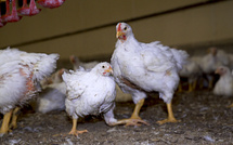 Kaffrine : saisie de 150 pièces de poulets impropres à la consommation