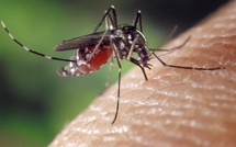 Fièvre de la vallée du Rift à Saint-Louis : le moustique culex au cœur de la propagation rapide