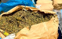 Trafic de ch@nvre indien à Djinack Bara : 150 kg saisis, un mineur impliqué et des villages en rébellion