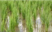 Matam : plus de 1 200 hectares de terres rizicoles submergés par les eaux du fleuve Sénégal