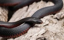 Australie : Ils découvrent un serpent très venimeux dans leur boîte à pizza