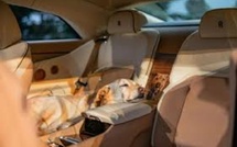 Un couple customise sa Rolls-Royce en l’honneur de son chien