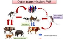 Santé : 78 cas de Fièvre de la Vallée du Rift et 11 décès enregistrés au Sénégal
