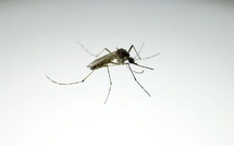 Fièvre de la Vallée du Rift à Louga : quatre cas confirmés dont deux décès