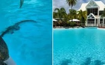 Surprise dans un hôtel de luxe australien : Un crocodile repéré au fond de la piscine