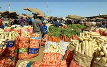 Niayes : une bactérie menace la production de chou et inquiète les producteurs Niayes : une bactérie menace la production de chou et inquiète les producteurs