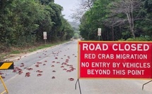 Attention par terre ! Les images des milliers de crabes rouges qui migrent en Australie Attention par terre ! Les images des milliers de crabes rouges qui migrent en Australie