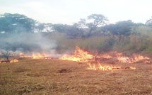 Podor : un feu de brousse ravage plusieurs hectares entre Ouro Aly et Togan
