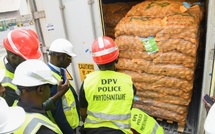 Démarrage de la campagne horticole 2025–2026 : le Sénégal reçoit ses premières semences de pomme de terre au Port de Dakar