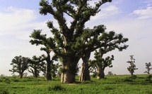 Forêt de Sébikotane : les populations s’opposent à un projet agricole sur 115 hectares