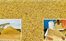 Les producteurs de Diourbel misent sur une récolte record et réclament une revalorisation du prix de l’arachide