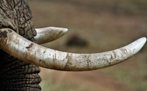 Importante intervention conjointe pour la saisie d’ivoire à Dakar