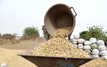 Campagne arachidière 2025-2026 : les producteurs exigent un prix minimum à la hauteur des coûts et des bons rendements