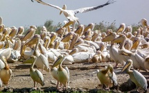 Baisse de 40 % des populations d’oiseaux migrateurs sur la voie Est-Atlantique, selon BirdLife International