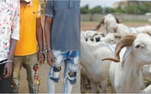 Sédhiou : démantèlement d’un réseau impliqué dans des pratiques illégales sur le bétail