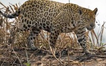 L'Argentine à la recherche d'un jaguar disparu trois semaines après avoir été remis en liberté