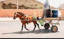 Traction animale : l’État exige l’application stricte des règles de protection des équidés