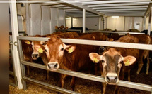 Arrivée de 1 050 bovins améliorés du Brésil pour renforcer l’élevage au Sénégal