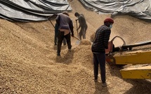 Arachide : un accord entre l’État et les exportateurs pour relancer la commercialisation