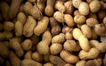 Arachide : l’État ouvre officiellement les exportations aux producteurs et commerçants