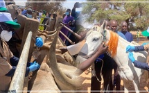 Louga : lancement de la campagne nationale de vaccination du cheptel 2025-2026 à Keur Momar Sarr